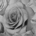 139520_2.jpg