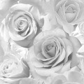 139520_3.jpg