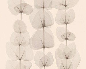 Tapeta X-RAY 34245-1