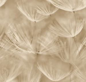 Tapeta DMUCHAWCE BEŻ 210902 GRANDECO 24H